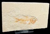 Orange Armigatus Fossil Fish - Lebanon #11493-1